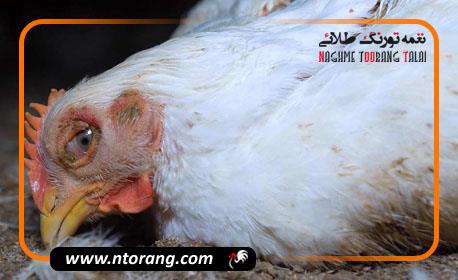 آیا عطسه کردن مرغ نشانه بیماری است؟